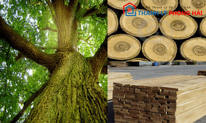 go-soi-la-gi-667x400 Gỗ Sồi Là Gỗ Gì? Giới Thiệu Một Số Mẫu Nội Thất Gỗ Sồi Phổ Biến  