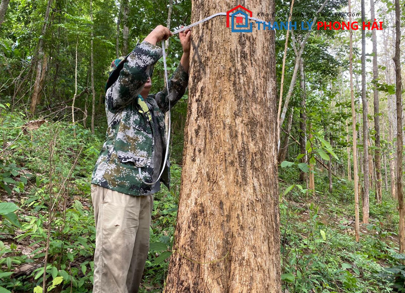 go-teak-la-gi-2 Gỗ Teak Là Gì, Ưu Nhược Điểm Và Ứng Dụng Trong Nội Thất  