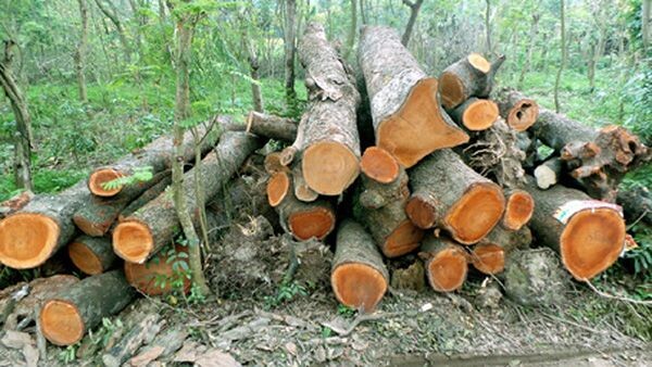 Gỗ lát là gì? Có mấy loại gỗ lát? Đặc điểm so sánh và báo giá gỗ lát! dac-diem-go-lat Gỗ lát là gì? Có mấy loại gỗ lát? Đặc điểm so sánh và báo giá gỗ lát!
