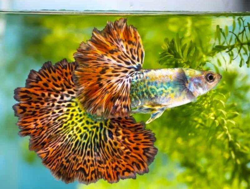 ca-bay-mau Top 9 Địa Chỉ Mua Bán Thanh Lý Hồ Cá Cũ Tại TPHCM – Giải Pháp Tiết Kiệm Cho Người Yêu Cá Cảnh  