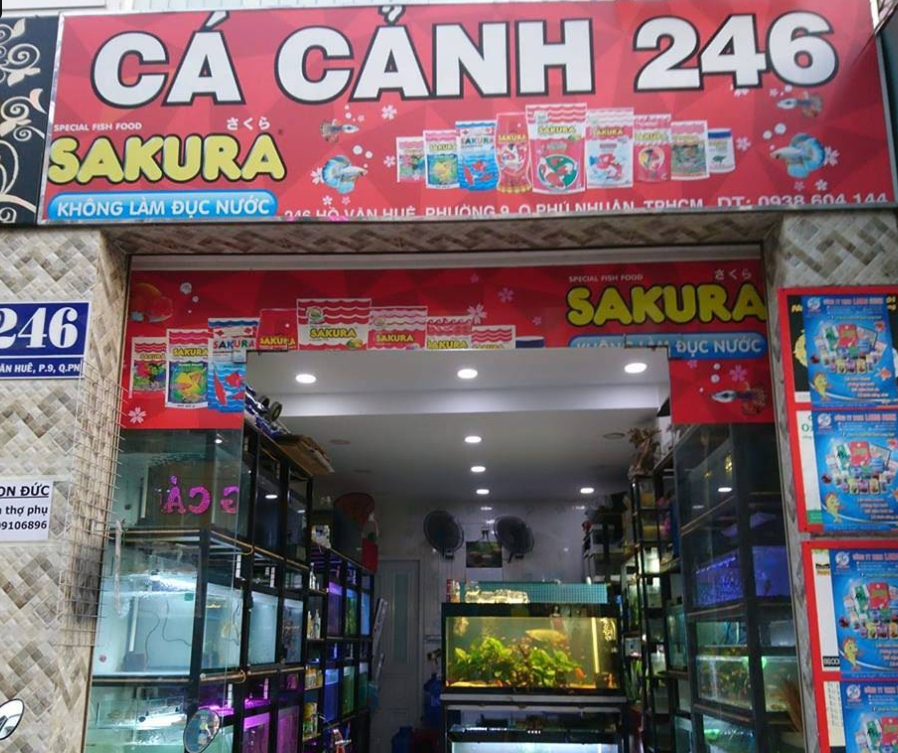 ca-canh-246 Top 9 Địa Chỉ Mua Bán Thanh Lý Hồ Cá Cũ Tại TPHCM – Giải Pháp Tiết Kiệm Cho Người Yêu Cá Cảnh  