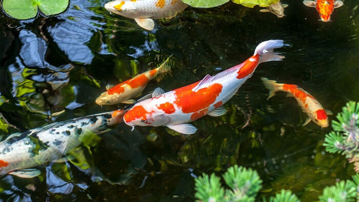 ca-koi-dep Top 9 Địa Chỉ Mua Bán Thanh Lý Hồ Cá Cũ Tại TPHCM – Giải Pháp Tiết Kiệm Cho Người Yêu Cá Cảnh  