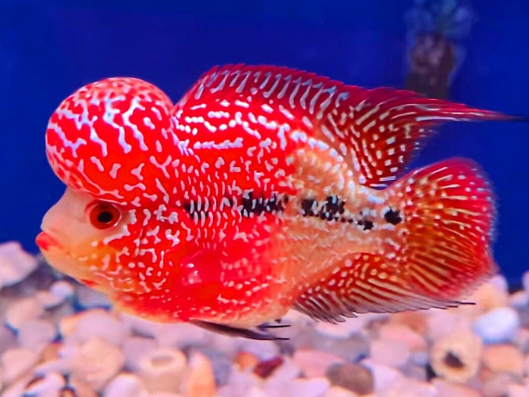 ca-la-han Top 9 Địa Chỉ Mua Bán Thanh Lý Hồ Cá Cũ Tại TPHCM – Giải Pháp Tiết Kiệm Cho Người Yêu Cá Cảnh  