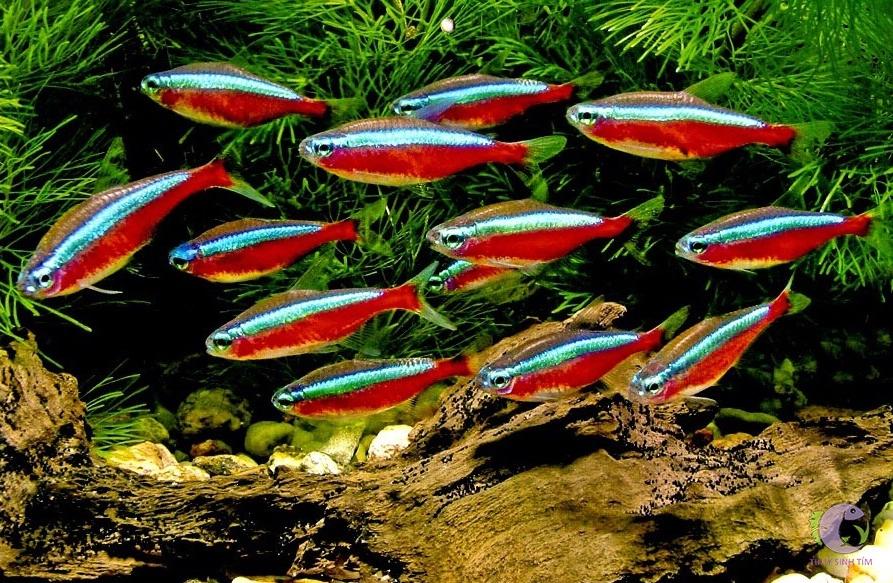 ca-neon Top 9 Địa Chỉ Mua Bán Thanh Lý Hồ Cá Cũ Tại TPHCM – Giải Pháp Tiết Kiệm Cho Người Yêu Cá Cảnh  