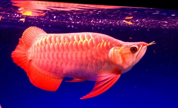 ca-rong Top 9 Địa Chỉ Mua Bán Thanh Lý Hồ Cá Cũ Tại TPHCM – Giải Pháp Tiết Kiệm Cho Người Yêu Cá Cảnh  