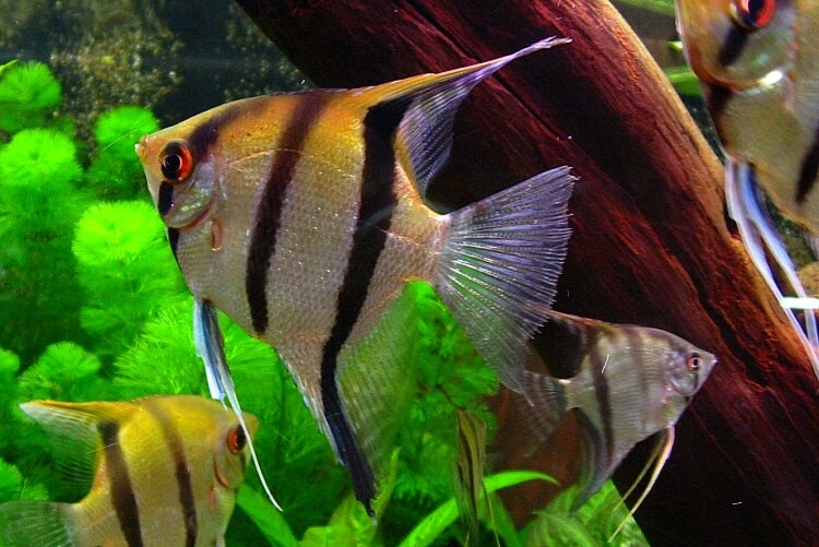 ca-than-tien Top 9 Địa Chỉ Mua Bán Thanh Lý Hồ Cá Cũ Tại TPHCM – Giải Pháp Tiết Kiệm Cho Người Yêu Cá Cảnh  