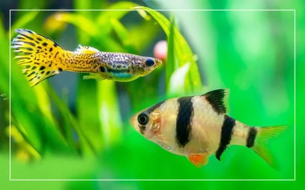 ca-tu-van Top 9 Địa Chỉ Mua Bán Thanh Lý Hồ Cá Cũ Tại TPHCM – Giải Pháp Tiết Kiệm Cho Người Yêu Cá Cảnh  