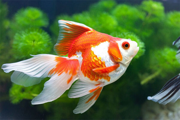 ca-vang Top 9 Địa Chỉ Mua Bán Thanh Lý Hồ Cá Cũ Tại TPHCM – Giải Pháp Tiết Kiệm Cho Người Yêu Cá Cảnh  