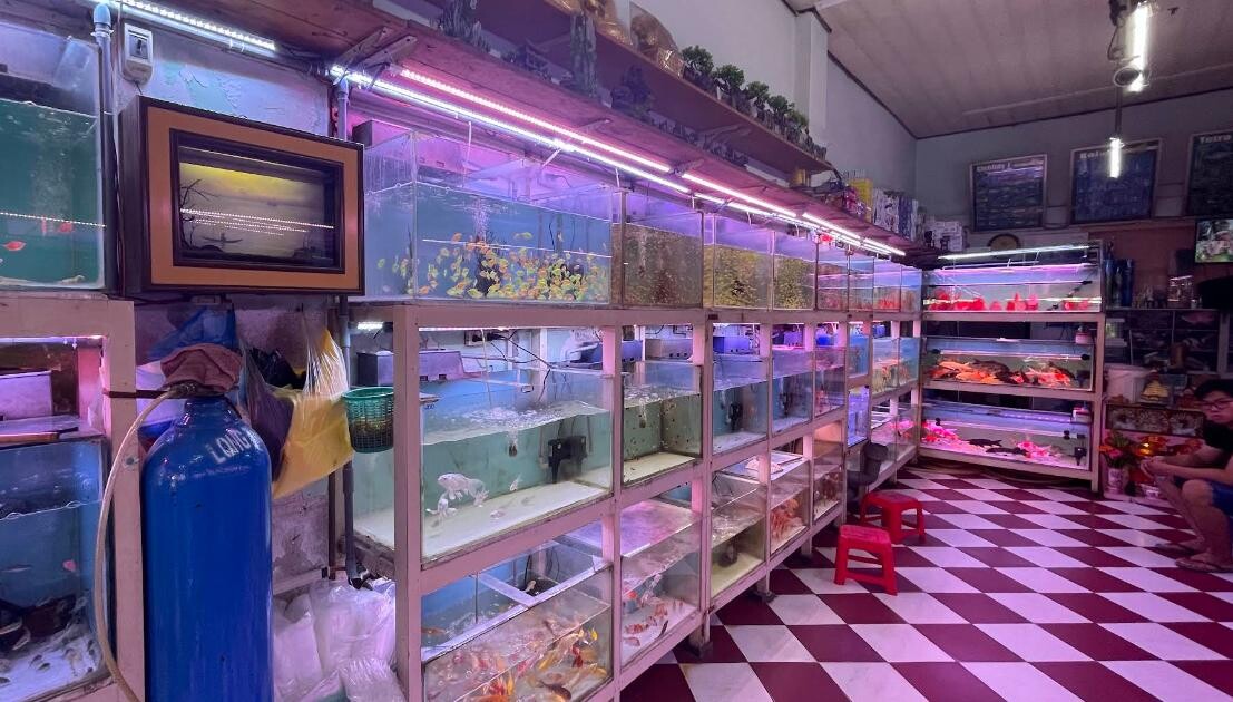 cadatuong Top 9 Địa Chỉ Mua Bán Thanh Lý Hồ Cá Cũ Tại TPHCM – Giải Pháp Tiết Kiệm Cho Người Yêu Cá Cảnh  