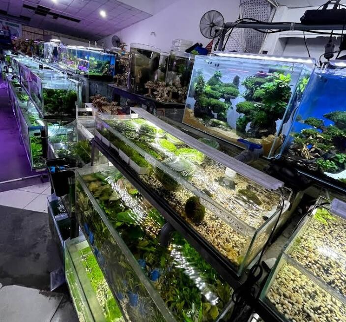 dai-phat-tai Top 9 Địa Chỉ Mua Bán Thanh Lý Hồ Cá Cũ Tại TPHCM – Giải Pháp Tiết Kiệm Cho Người Yêu Cá Cảnh  