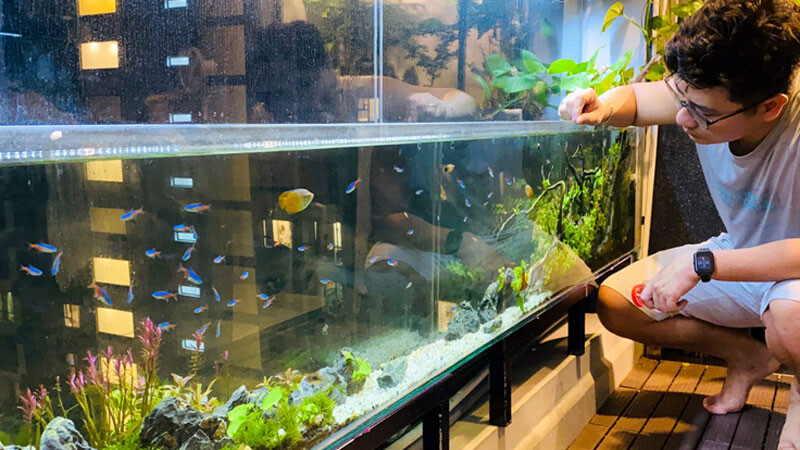 kinh-nghiem-mua-ho-ca Top 9 Địa Chỉ Mua Bán Thanh Lý Hồ Cá Cũ Tại TPHCM – Giải Pháp Tiết Kiệm Cho Người Yêu Cá Cảnh  