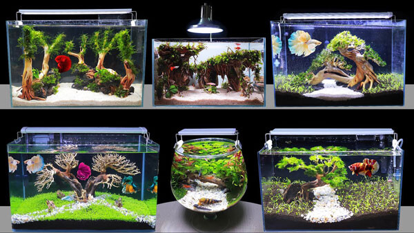 shop-ho-ca-mini Top 9 Địa Chỉ Mua Bán Thanh Lý Hồ Cá Cũ Tại TPHCM – Giải Pháp Tiết Kiệm Cho Người Yêu Cá Cảnh  