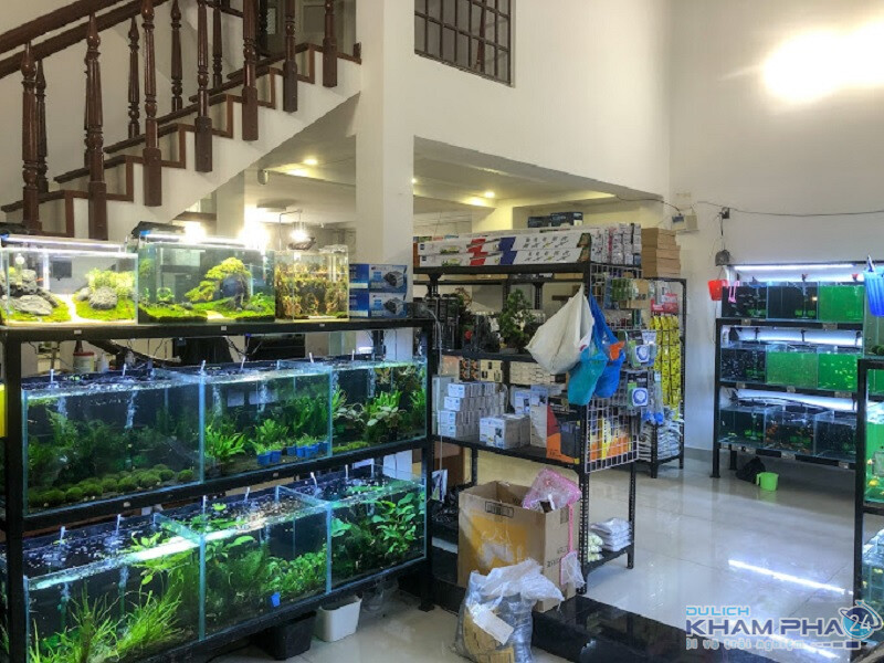 thuy-sinh-da-nang-CROWNZ-Aqua Top 9 Địa Chỉ Mua Bán Thanh Lý Hồ Cá Cũ Tại TPHCM – Giải Pháp Tiết Kiệm Cho Người Yêu Cá Cảnh  